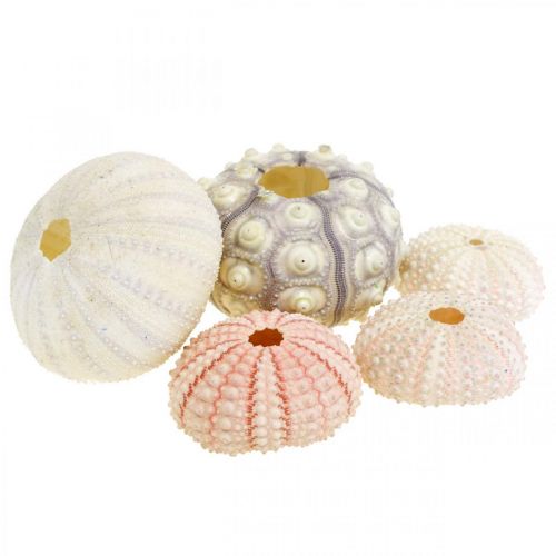 Floristik24 Námořní dekorace mořský ježek mix růžová, bílá, zelená krabička 20 kusů