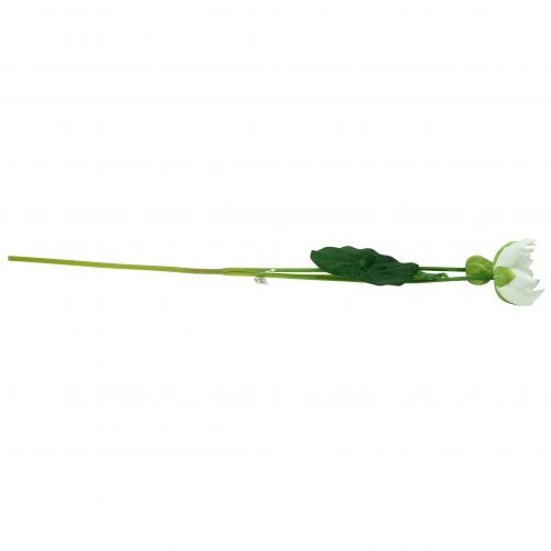 Floristik24 Leknín bílý 75cm