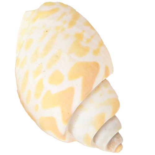 položky Mořští šneci přírodní ulity šneků námořní 2–4 cm 300 g