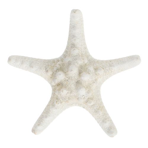 Floristik24 Hvězdice 9cm - 11cm bílá 20 ks