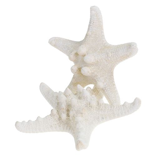 Floristik24 Hvězdice 9cm - 11cm bílá 20 ks