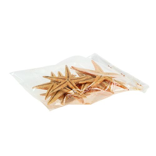 Floristik24 Hvězdice sušené 8cm - 10cm 10 ks
