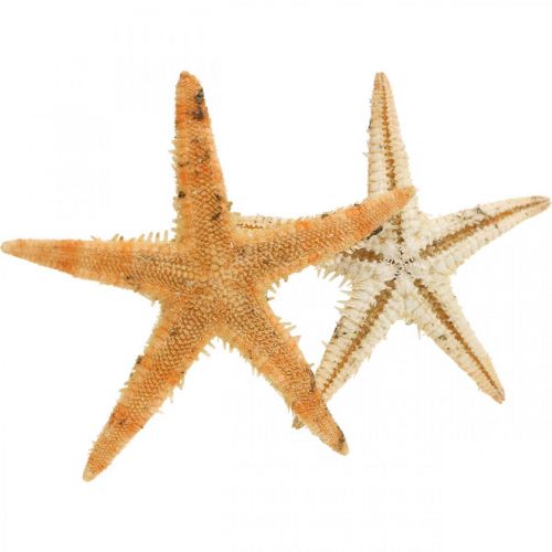 položky Hvězdice rozptylová dekorace home deco mini hvězdice příroda 2-4cm 50p