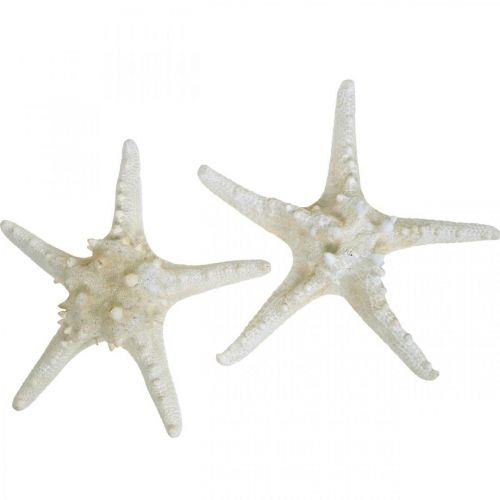 Floristik24 Deco hvězdice velká sušená bílá hvězdice s knoflíky 19-26cm 5ks