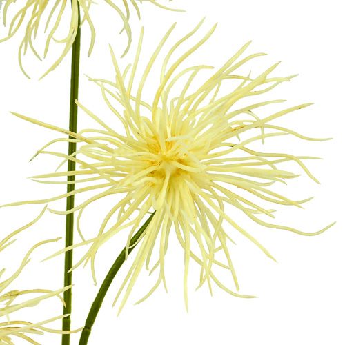 Floristik24 Hedvábné květy xanthium krém 63cm 4ks