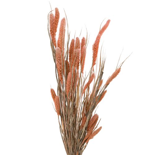 Floristik24 Setaria štětinové proso suché dekorace losos 69cm 70-75g x 2ks