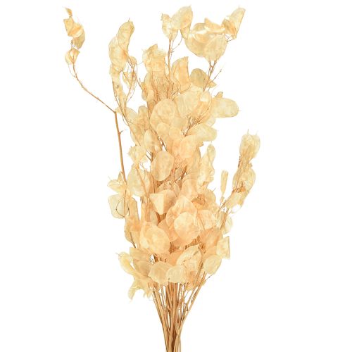 Floristik24 Sušené stříbrné lístky Lunaria Champagne 65-70cm 20g