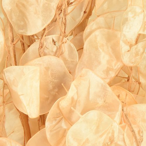 položky Sušené stříbrné lístky Lunaria Champagne 65-70cm 20g
