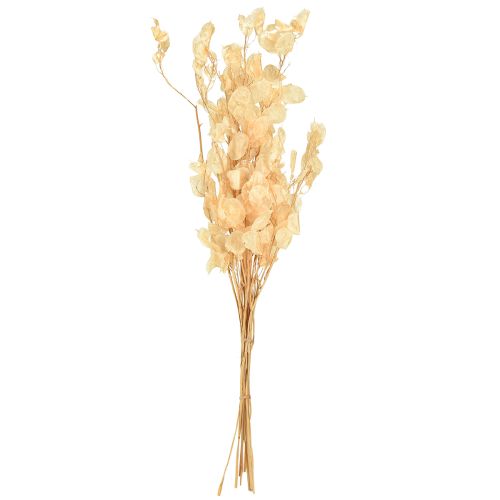 položky Sušené stříbrné lístky Lunaria Champagne 65-70cm 20g