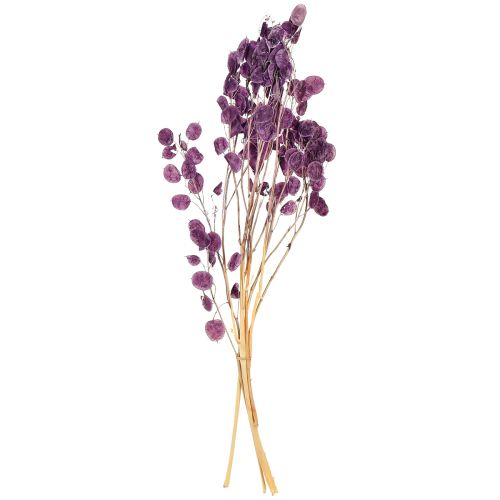 položky Sušený stříbrný list Lunaria měsíční fialová fialová 65-70cm 20g