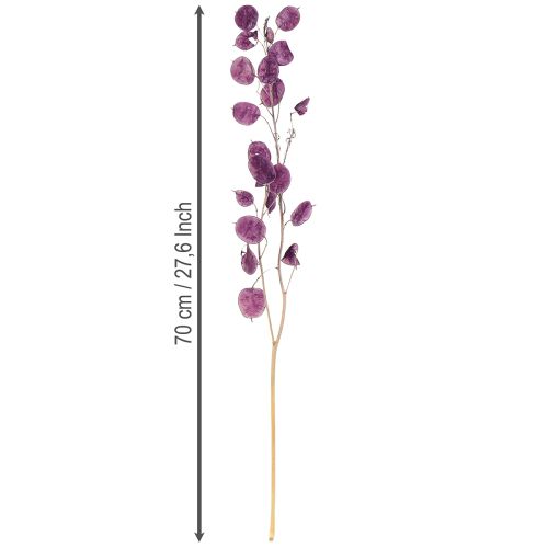položky Sušený stříbrný list Lunaria měsíční fialová fialová 65-70cm 20g