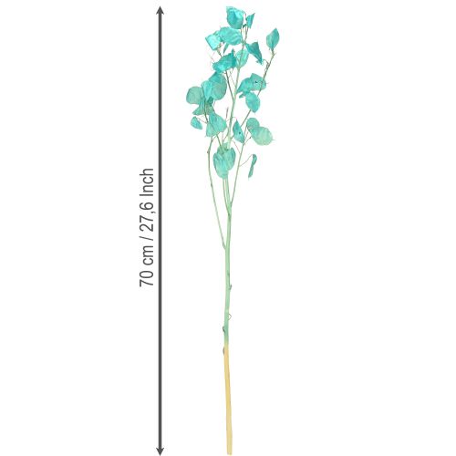 položky Sušený stříbrný list Lunaria světle modrá 65-70cm 20g