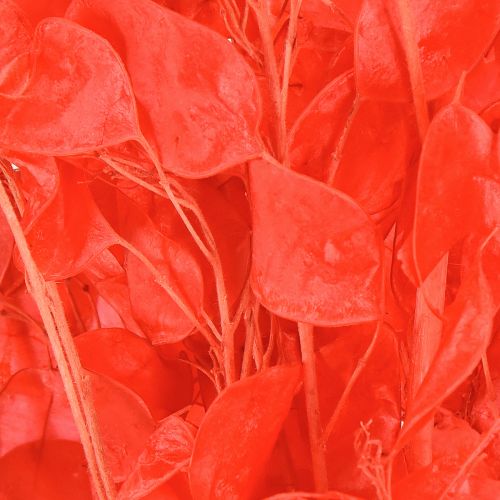 položky Sušený stříbrný list Lunaria červená 65-70cm 20g