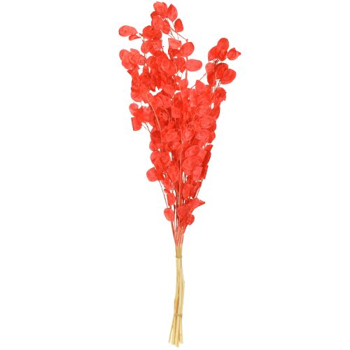 položky Sušený stříbrný list Lunaria červená 65-70cm 20g