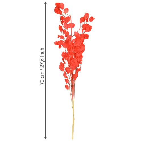 položky Sušený stříbrný list Lunaria červená 65-70cm 20g
