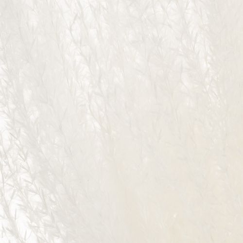 položky Sušené květiny, stříbrná tráva. Elegantní přírodní dekorace do domácnosti i kanceláře. 70 cm, 10 kusů.