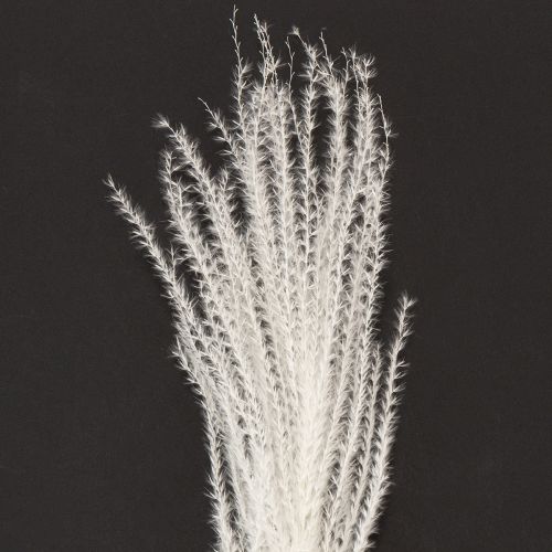 položky Sušené květiny, stříbrná tráva. Elegantní přírodní dekorace do domácnosti i kanceláře. 70 cm, 10 kusů.