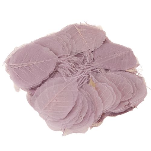 položky Kostrové listy Bodhi listy skeletizované fialové 5-15cm 200 kusů