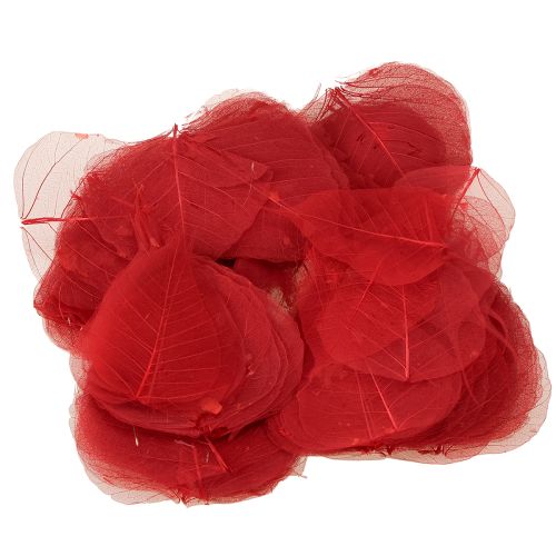 položky Kostrové listy Bodhi listy skeletizované červené 5-15cm 200 kusů