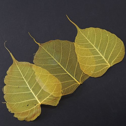 Floristik24 Kostrové listy, fíkovníky topolu, žluté, 5-15 cm, 200 kusů