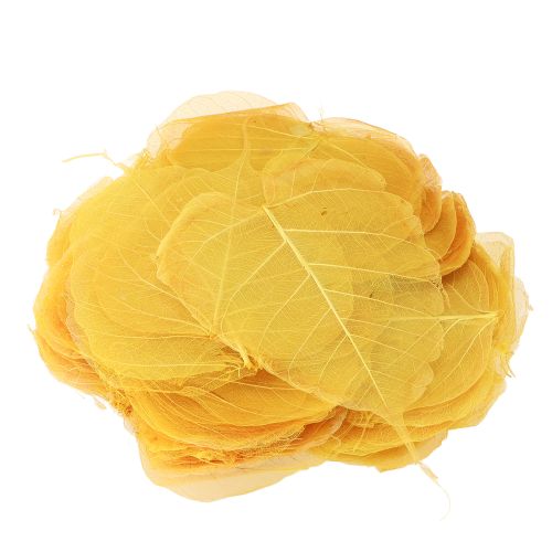 položky Kostrové listy, fíkovníky topolu, žluté, 5-15 cm, 200 kusů