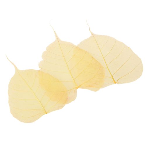 položky Kostrové listy, fíkovníky topolu, žluté, 5-15 cm, 200 kusů