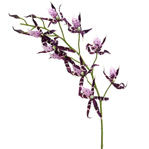 Floristik24 Pavoučí orchidej Brassia fialová 108cm 3ks