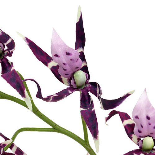 položky Pavoučí orchidej Brassia fialová 108cm 3ks