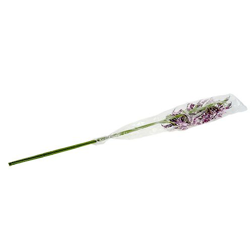 Floristik24 Pavoučí orchidej Brassia fialová 108cm 3ks