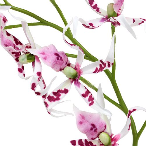 položky Pavoučí orchideje Brassia Pink-White 108cm 3ks