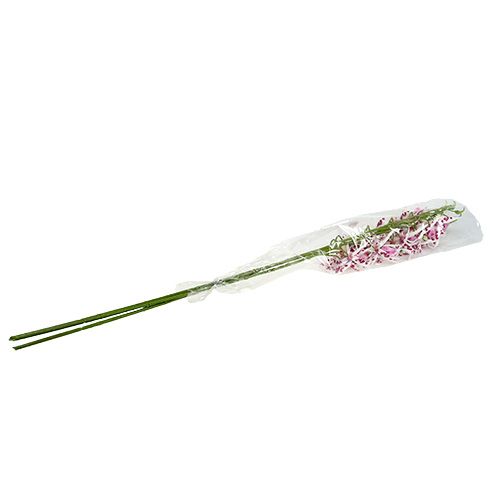 Floristik24 Pavoučí orchideje Brassia Pink-White 108cm 3ks