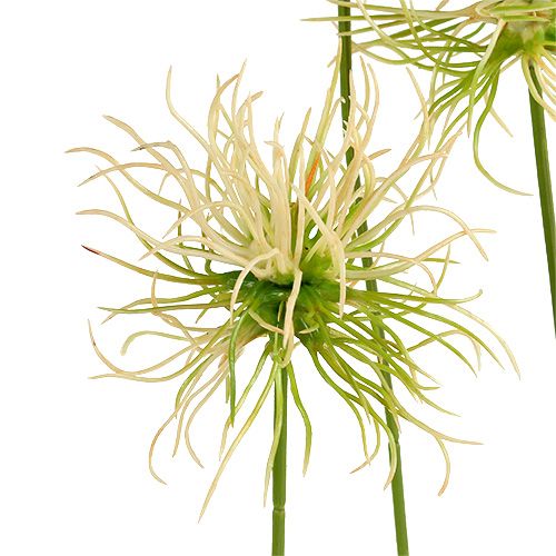 Floristik24 Lopuchové větvičky smetanově zelené 63cm 4ks