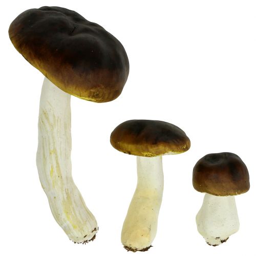 Floristik24 Porcini hřib hnědý V8cm - 20cm 6ks