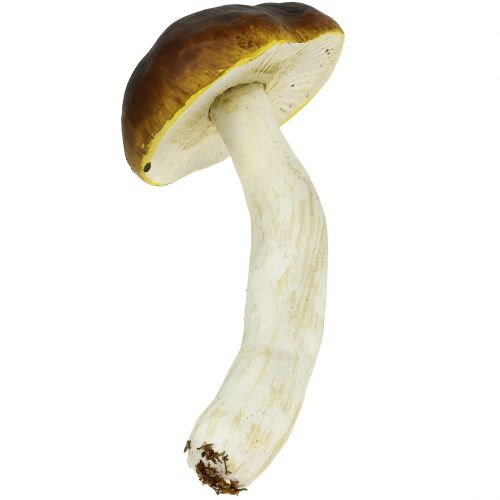 Floristik24 Porcini hřib hnědý V8cm - 20cm 6ks