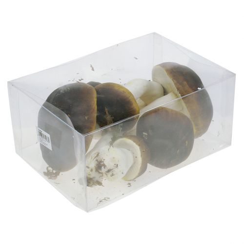 Floristik24 Porcini hřib hnědý V8cm - 20cm 6ks