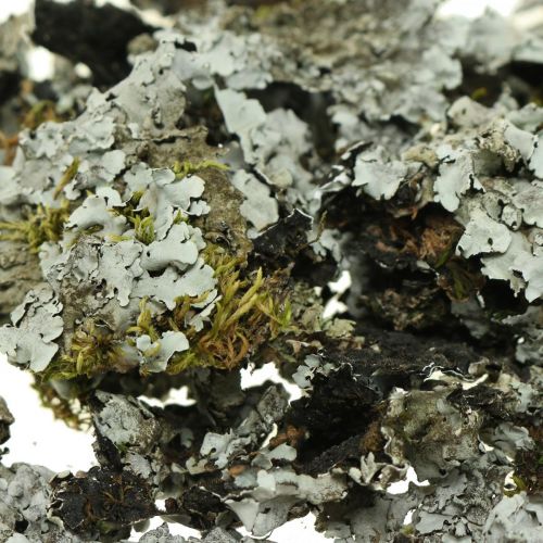 Floristik24 Lišejník přírodní dekorace s mechově šedou 500g