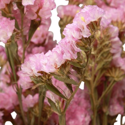 položky Beach Lilac Pink Limonium Sušené květiny 60cm 50g