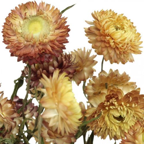 položky Slámový květ Žlutý, Červený sušený Helichrysum sušený květ 50cm 60g