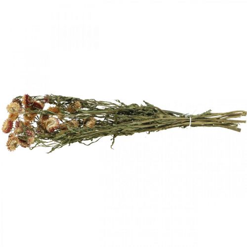 položky Slámový květ Žlutý, Červený sušený Helichrysum sušený květ 50cm 60g