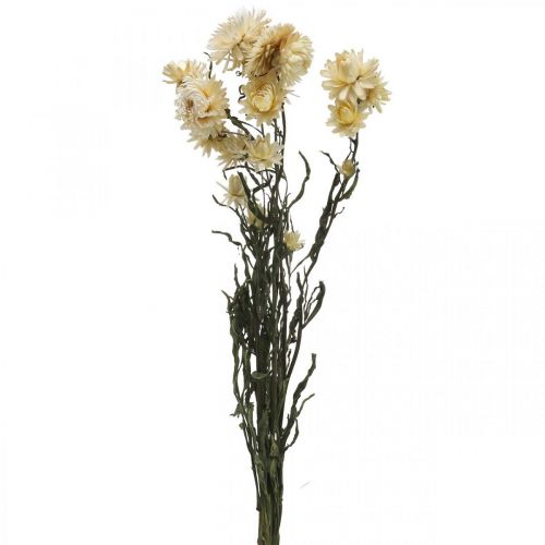 Floristik24 Suchá dekorace slámový květ krém helichrysum sušený 50cm 30g