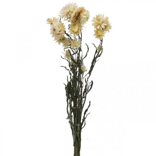 položky Suchá dekorace slámový květ krém helichrysum sušený 50cm 30g
