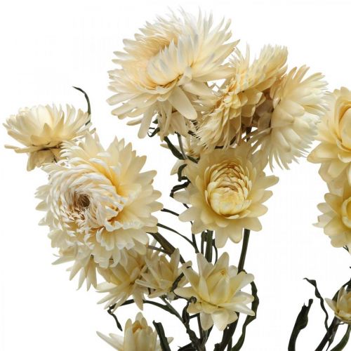 Floristik24 Suchá dekorace slámový květ krém helichrysum sušený 50cm 30g