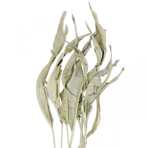 Floristik24 Listy Strelitzia sušené zeleně matné 45-80cm 10 ks