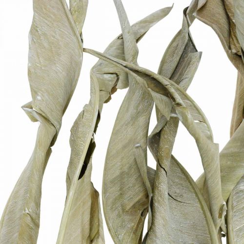 Floristik24 Listy Strelitzia sušené zeleně matné 45-80cm 10 ks