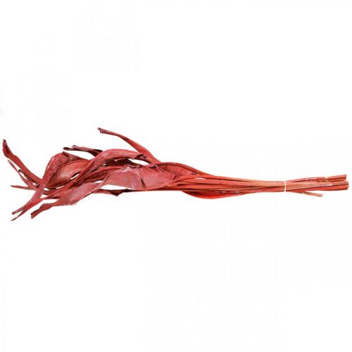 Floristik24 Listy Strelitzia červené matné suché květinářství 45-80cm 10 kusů