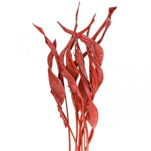 Strelitzia listy červená matná suchá floristika 45-80cm 10p