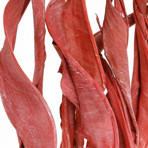 Floristik24 Listy Strelitzia červené matné suché květinářství 45-80cm 10 kusů