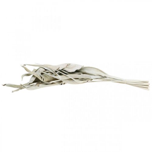 Floristik24 Listy Strelitzia bílé prané sušené 45-80cm 10 ks