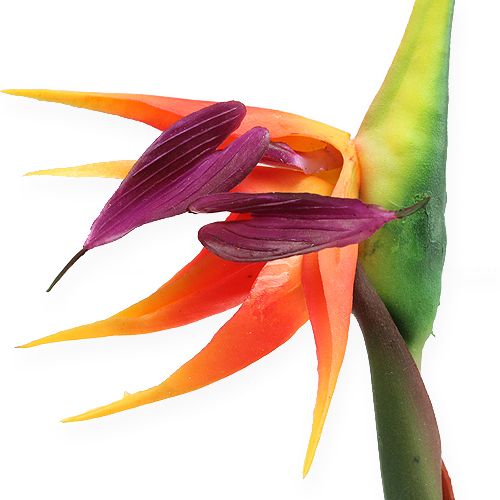 Floristik24 Květ rajky Strelitzia 62cm