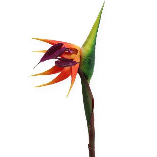 Floristik24 Květ rajky Strelitzia 62cm